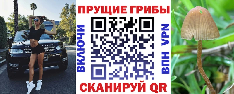 Купить закладки  Фокино  Псилоцибиновые грибы Cubensis 